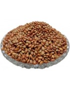 OrgoNutri Horse Gram Seeds (Whole), 500g, Kulith, Kulthi Seeds